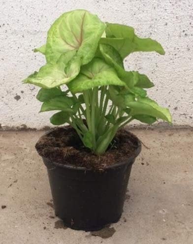 POWERS TO FLOWERS - SYNGONIUM MANGO, pianta vera