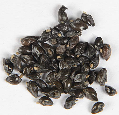 Arznei-Beinwell Symphytum officinale 20 Samen