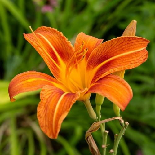 60 semillas de flores de Hemerocallis