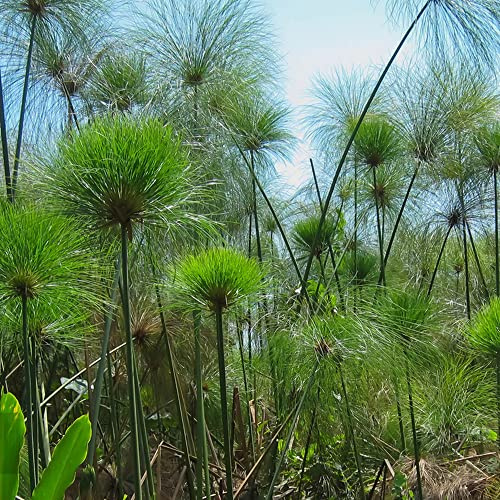 400samen Cyperus papyrus kräutersamen mehrjährig - indoor garten gartenkräuter kräuterpflanzen bodendecker winterhart, wildkräuter garten balkonpflanzen