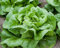 BIBB LETTUCE BUTTER KNIRSCHEN 1000+ Erbstück Salatsamen