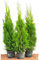 Edel Thuja Smaragd immergrüner Lebensbaum Heckenpflanze Zypresse im Topf gewachsen 80cm+ (1 Stück)