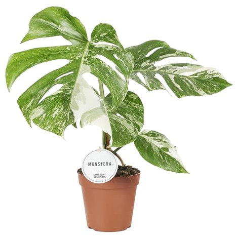 Trendyplants special - Monstera Deliciosa Variegata - Plante d'intérieur - Hauteur 35-55 cm - Taille du pot Ø15cm Vert
