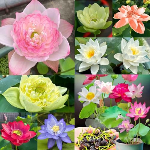 30PCS Lotusblume Samen Wohnung Gemischt: Schalenlotus Samen winterharte pflanzen für Garten, Pflanzen Kräuter Samen, Bonsai Samen Blumen Balkon, Lotus Samen, Blumen Saatgut Schalenlotus Samen