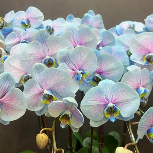 faberi Rolfe - Orchid - Extrem kältebeständig - Leuchtende Farben -5Zwiebeln-i
