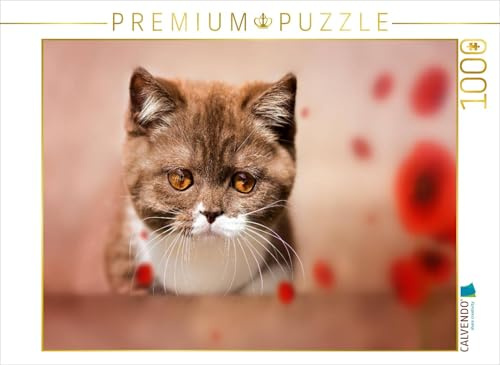 CALVENDO Puzzle EIN Motiv aus dem Kalender Kittens - Britisch Kurzhaar Katzenkinder | 1000 Teile Lege-Größe 64 x 48 cm Foto-Puzzle für glückliche Stunden