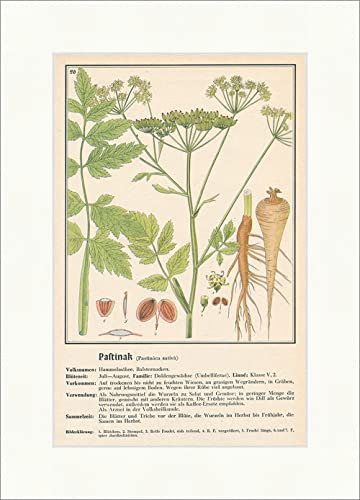 Biller Antik Pastinaca Pastinaca Sativa Dulces Plantas medicinales Hierbas medicinales 092