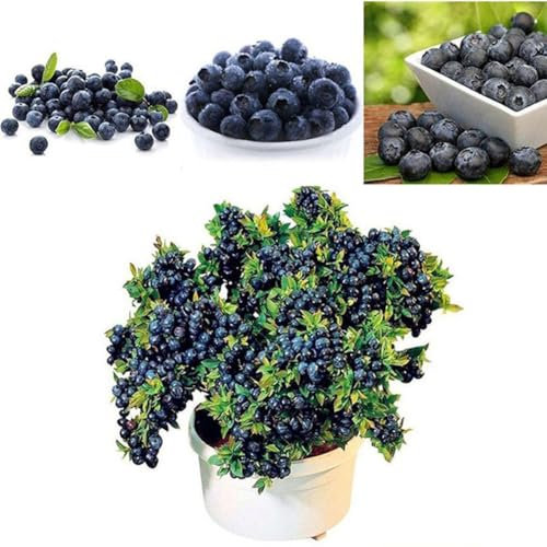 100 Semi di Mirtillo Highbush (Vaccinium corymbosum) – Blueberry Seeds for Planting, Non OGM, Semi di Frutto/Arbusto