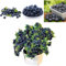 100 Semi di Mirtillo Highbush (Vaccinium corymbosum) – Blueberry Seeds for Planting, Non OGM, Semi di Frutto/Arbusto