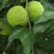 Genipap 50 Stück Osage Orange Maclura Pomifera Baumsamen