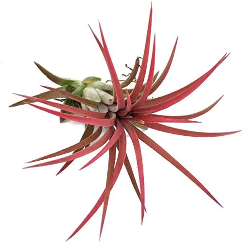 Fangblatt - Tillandsia ionantha 'Red' - rote Tillandsie - ca. 5-6 cm lang - exotische Aufsitzpflanze - lebende Dekoration