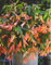 Bauernbegonie Begonia Bertini San Francisco Knollenbegonien Blumenzwiebeln Neu (1 Zwiebel)