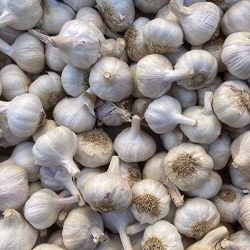 Pflanzknoblauch weiß Steckknoblauch Knoblauch (10 Kg)
