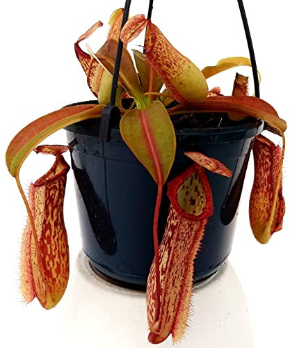 POWERS TO FLOWERS - NEPENTHES MIRANDA, BASKET 16CM, pianta vera