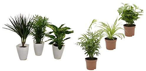 Dominik Blumen und Pflanzen, Fresh-Air-Trio &, Indoor-Trio - Kaffee-Pflanze Coffea arabica, Grünlilie Chlorophytum comosum und Zimmerpalme Chamaedorea, Zimmerpflanzen, Kübelpflanzen