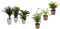 Dominik Blumen und Pflanzen, Fresh-Air-Trio &, Indoor-Trio - Kaffee-Pflanze Coffea arabica, Grünlilie Chlorophytum comosum und Zimmerpalme Chamaedorea, Zimmerpflanzen, Kübelpflanzen