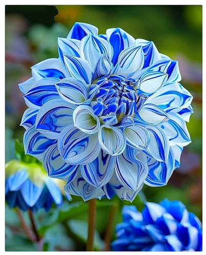 Dahlien Zwiebeln,Winterhart Mix Dahlienknollen,Dahlien Knollen GroßBlumig,Dahlien Zwiebeln Winterhart Dahlien Zwiebeln,Dahlien Knollen Winterhart,Winterhart MehrjäHrig-4knollen-b