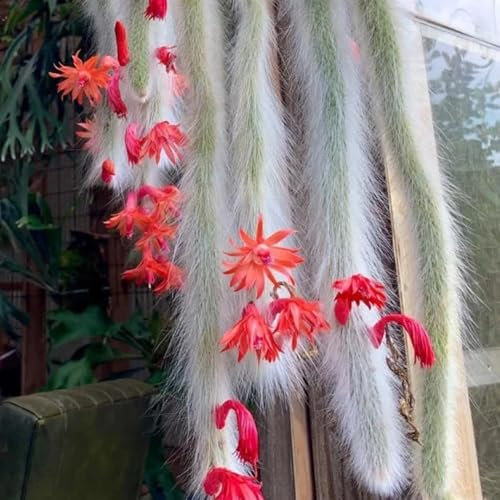 semillas de cactus cola de mono, semillas de cactus, planta de cactus Semillas de Hildewintera colademononis, plantas para jardin plantar semillas plantas de interior semillas 15pcs