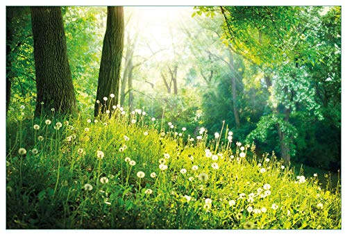 Wallario Küchenrückwand aus Glas 90 x 60 cm, Motiv: Pusteblumen im Wald mit einfallenden Sonnenstrahlen | Spritzschutz abwischbar & pflegeleicht