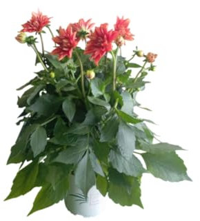 Planta de Dalia Natural con Flores Grandes y Coloridas – Perfecta para Jardín