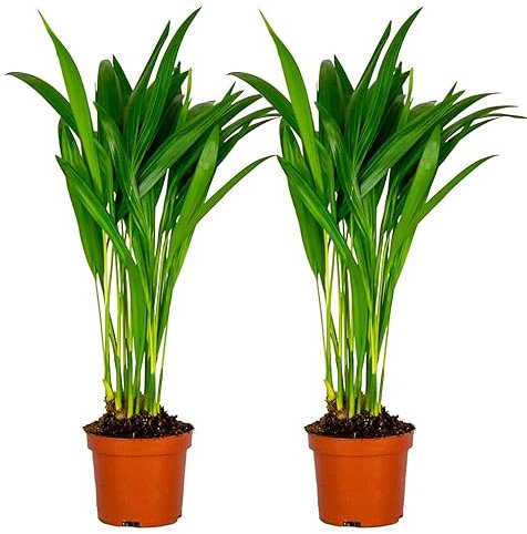 Bloomique - 2er Set - Dypsis Lutescens - Goldfruchtpalme - Areca Palme - Zimmerpflanzen - Pflegeleicht - Haustierfreundlich - Höhe 25-30 cm - Topf 10,5 cm