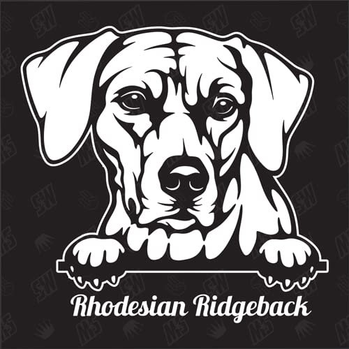 speedwerk-motorwear Rhodesian Ridgeback Version 1 - Sticker, Aufkleber, Hundeaufkleber, Autoaufkleber, Hund, Auto, Hunderassen, Mischling, Mix, Tiere, Haustier (AUCH MIT Wunschname MÖGLICH)