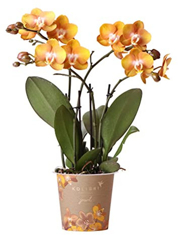 Kolibri Orchideen | Orange goldene Phalaenopsis Orchidee Topf Größe Ø12cm | Juwel Las Vegas