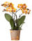Kolibri Orchideen | Orange goldene Phalaenopsis Orchidee Topf Größe Ø12cm | Juwel Las Vegas