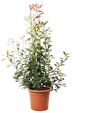 KENTIS - Photinia × Fraseri Red Robin – Winterharte Pflanzen für Garten - Heckenpflanzen - Hoch 150/175 cm Topf Ø 30 cm