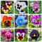200 Piezas De Semillas De Pensamientos, Plantas De Pensamientos, Plantas Raras, Cultivo De Plantas (Viola Tricolor) Semillas De Flores Para Invitados, Plantas De Balcón, Flores Silvestres, F