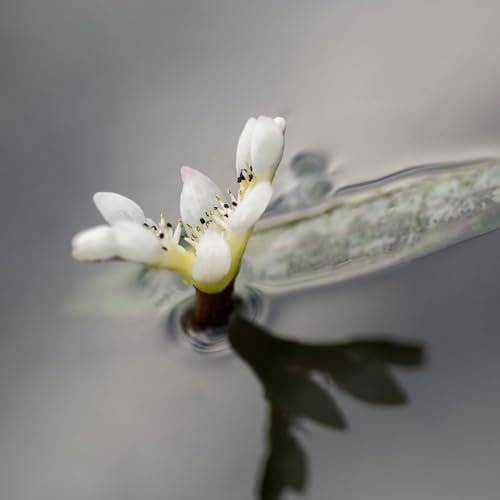 Aponogeton distachyos (Deep Water Aquatic) - Fragrant Water Hawthorn, Semi-Evergreen, Ideal for Ponds, 1X 1 Litre Pot by Thompson and Morgan