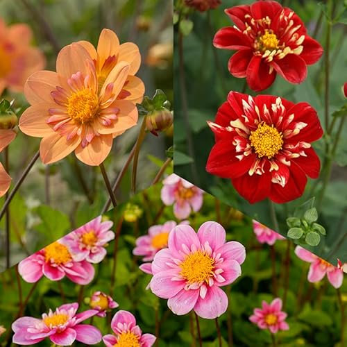 Halskrausen Dahlien Mischung | 3 Stück | Blumenzwiebel | Knolle | Gelb | Rot | Rosa | 100% Blütegarantie | QFB Gardening