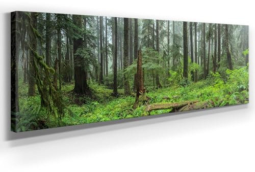 Wunderschönes Leinwandbild Wald Panorama 150x50cm – Ein einzigartiges Foto - Hoh Regenwald – als Wandbild. Eine schöne Wanddeko für Wohnzimmer & Schlafzimmer. Aufgespannt auf Holzrahmen