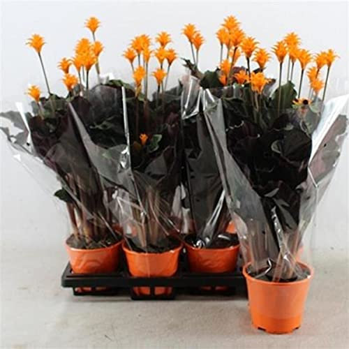 Calathea Crocata 40 cm – elegante Korbmarante mit intensiven grünen Blättern & leuchtend orange-Blüten – dekorative Zimmerpflanze, Gebetspflanze & Blattschmuckpflanze für zuhause
