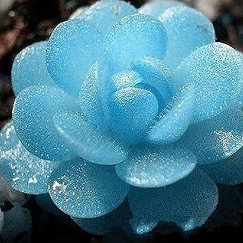 PERZOE 100 piezas de semillas de Lithops Pseudotruncatella, planta de bonsái suculenta de flor de piedra para el hogar Semillas de Lithops Pseudotruncatella