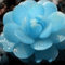 PERZOE 100 piezas de semillas de Lithops Pseudotruncatella, planta de bonsái suculenta de flor de piedra para el hogar Semillas de Lithops Pseudotruncatella