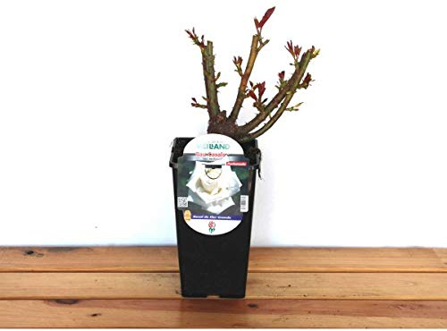 Rosal meilland Pau Casals maceta 14 cm ø