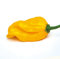 ''Lustiger Penis-Chili Mix'' 3 Farbig -3 Sorten- 50 Samen-Samenchilishop