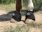TGW RIDING No-Turn Hufglocken, für Pferde, ballistische Hufglocken, Paar (schwarz, L)