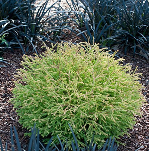 Lebensbaum Fire Chef 20-30cm - Thuja occidentalis