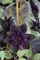 Ponak Neue 20pcs Clematis Blumen Samen schwarz