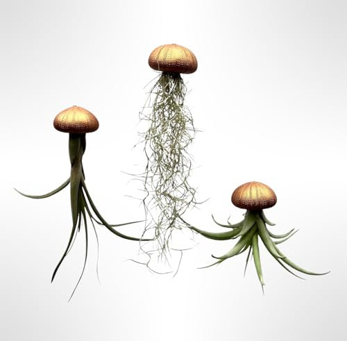 Set de 3 Medusas con Erizos de Mar en Tonos Bronce y Cobre y Tillandsias Naturales – Plantas Aéreas Colgantes – Decoración Artesanal Original