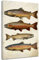 ZQQART Fisch Leinwanddrucke Vintage Poster mit Forellenfischen Süßwasserbarsch Bilder Küstendekoration für Angler Angelbegeisterte Geschenke (Braun,30x45cm)