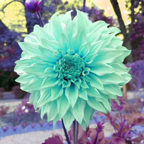 Bulbi Di Dalia Fiori Grandi Vigorose E Crescono Rapidamente Attira Api E Farfalle Perfette Sia Per I Giardinieri Principianti Che Per I Coltivatori Professionisti Bulbi Di Dalia-2bulbs-E