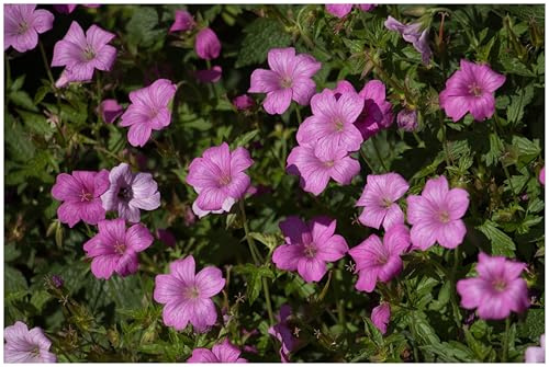 Stauden Gänge 3 x Geranium endressii 'Wargrave Pink' winterhart | Pinker Bodendecker für Sonne bis Halbschatten, Blüte Mai bis Oktober, mehrjährig, 9x9 cm Topf