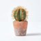 Homescapes Cactus Artificial Realista en Maceta Decorativa suculenta decoración para el hogar o la Oficina, Orange & Green, Barrel Cactus - 15 cm