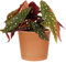 1 x Premium Spotted Begonia Maculata | 20-30cm Potted Houseplant for Sale
