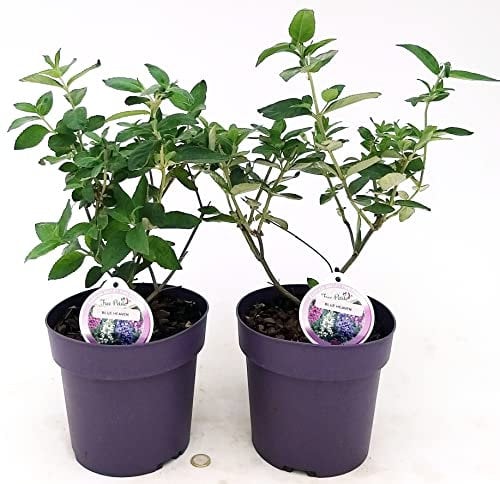 POWERS TO FLOWERS - BUDDLEJA DAVIDII FREE PETIT BLU HEAVEN, VASO 20 CM DIAMETRO, 2 PIANTE, ALBERO DELLE FARFALLE, pianta vera
