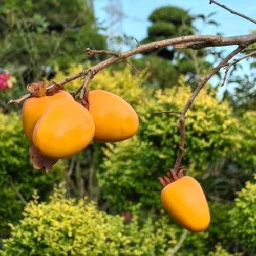 5 pcs kaki baum pflanze winterhart samen säulenobstbäume kaki baum samen bio saatgut pflanzen garten saatgut säulenobst winterhart kakibaum winterhart balkonpflanzen winterhart kakibaum