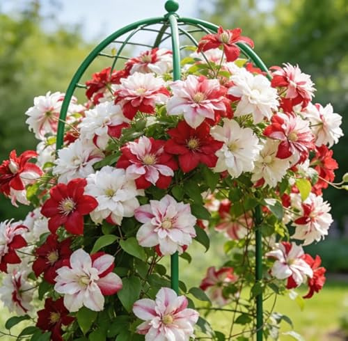 Clematide rampicante Montenegro, una clematide rampicante da esterno adatta per giardini domestici-4 Rhizomes-H